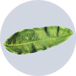 ti leaf luau tray